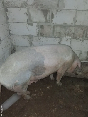 porc de vânzare  - imagine 4