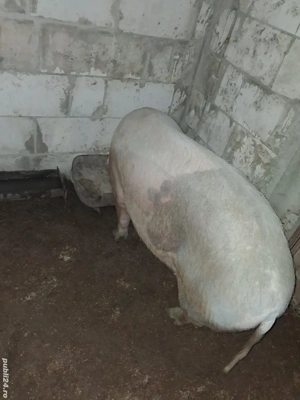 porc de vânzare  - imagine 3