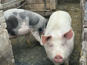 Vând porc marele alb , ultimul disponibil  - imagine 2