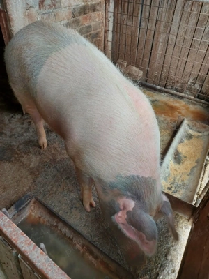 Vand porc pentru Craciun 220kg 15lei kg - imagine 2