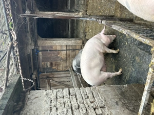 Vând porc marele alb , ultimul disponibil  - imagine 5