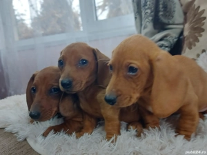 1 băiat teckel de 8 saptamani - imagine 2