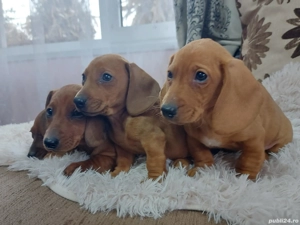 1 băiat teckel de 8 saptamani - imagine 3