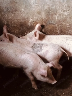 Șoldani și purcei - imagine 2