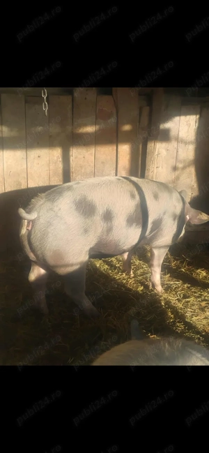 Porc rasă carne - imagine 2