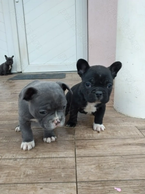 Pui de bulldog francez 