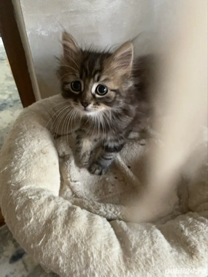 Norvegiana de padure fetita superba 2 luni  - imagine 2