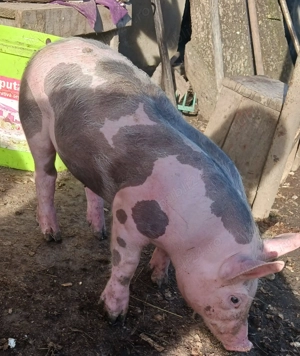 Purcei petrain belgian pur castrați 550lei bucata  - imagine 2