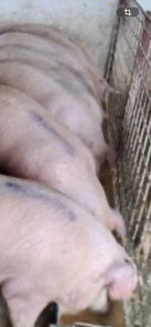 De vânzare porc în Stitelec