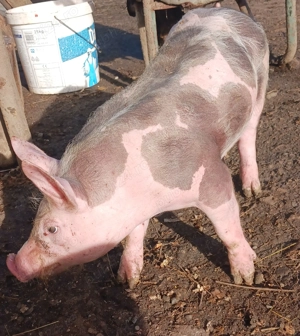 Purcei petrain belgian pur castrați 550lei bucata  - imagine 5