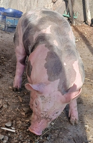 Purcei petrain belgian pur castrați 550lei bucata 