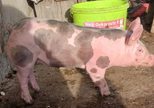 Purcei petrain belgian pur castrați 550lei bucata  - imagine 3