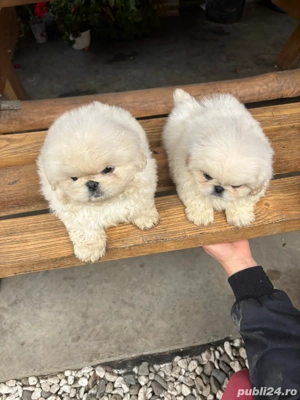 Pechinez Imperial - imagine 2