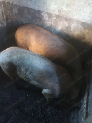 porci Duroc de vânzare  - imagine 2
