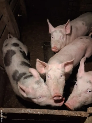 porci de vânzare  - imagine 2