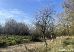 Vând teren intravilan |Potoc  - imagine 3