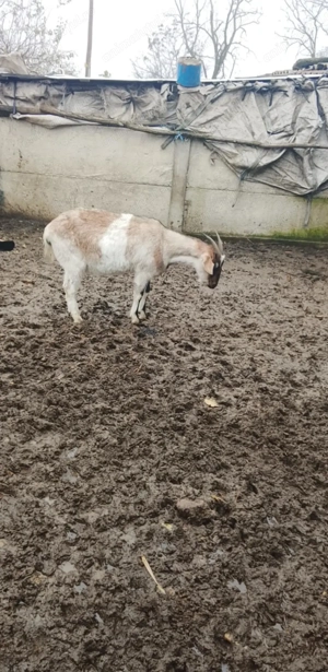 Vând capre tinere , pentru detalii sunați la numărul afișat 