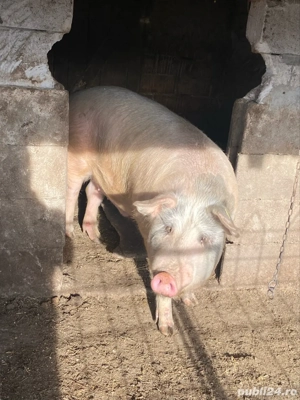 Porc 180 KG - imagine 2