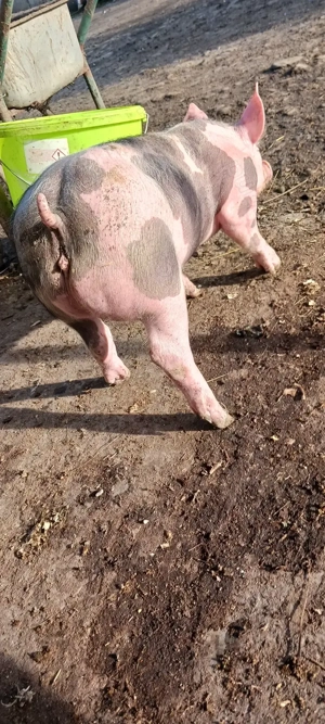 Purcei petrain belgian pur castrați 550lei bucata  - imagine 4