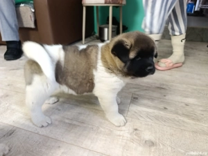 Akita American  - imagine 3