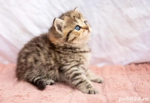 British Shorthair  - imagine 2