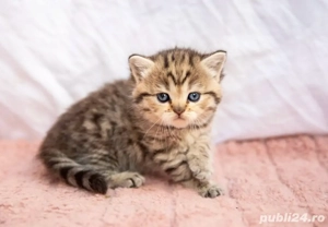 British Shorthair  - imagine 4