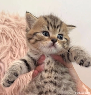 british shorthait  - imagine 2