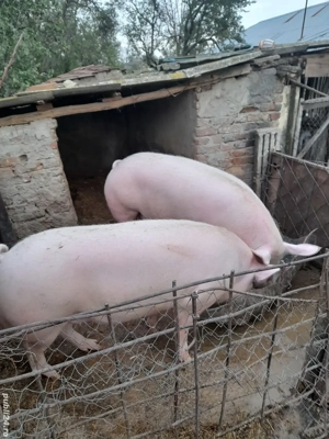 Porci de vazare - imagine 2