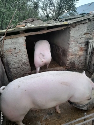 Porci de vazare