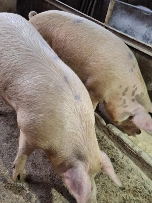 Porc de carne de vanzare - imagine 2