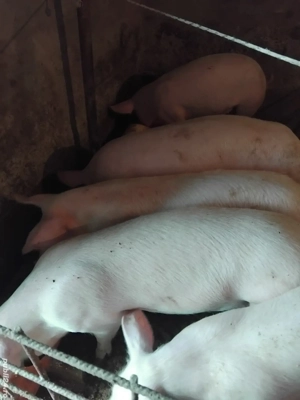 grăsuni de vanzare la pret bun - imagine 2