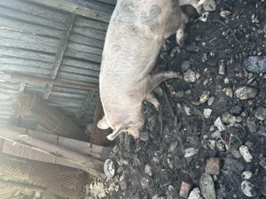 Porci de vânzare crescuți natural  - imagine 4