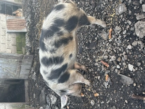 Porci de vânzare crescuți natural  - imagine 2