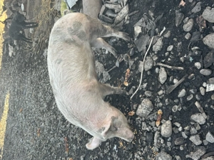 Porci de vânzare crescuți natural  - imagine 5