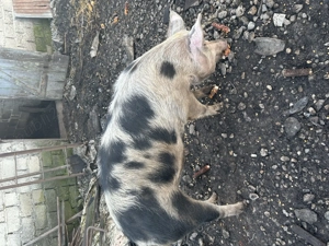 Porci de vânzare crescuți natural  - imagine 3