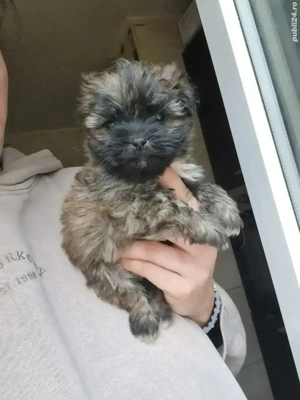 Puiuti Bichoni Havanese