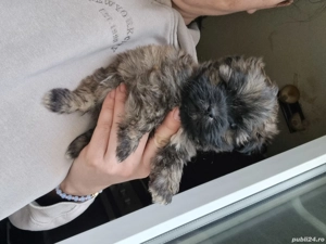 Puiuti Bichoni Havanese - imagine 2