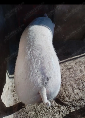 Vând porc de carne  - imagine 2