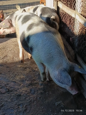 Vând porci de țară - imagine 2