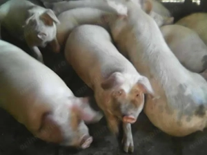 Vand porci rasa de carne de la 80kg la 130kg - imagine 2