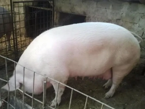 Vand porci rasa de carne de la 80kg la 130kg - imagine 3