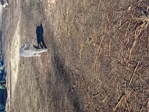 Vand pisică british 