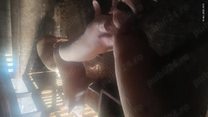 Porci de vânzare  - imagine 2