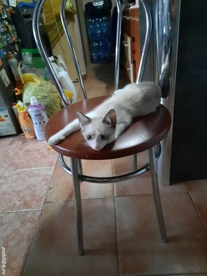 motan de vânzare Oradea 