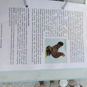 Mii de flori - imagine 5