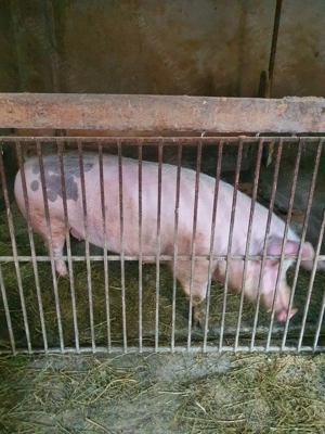 Vand porci de tăiat