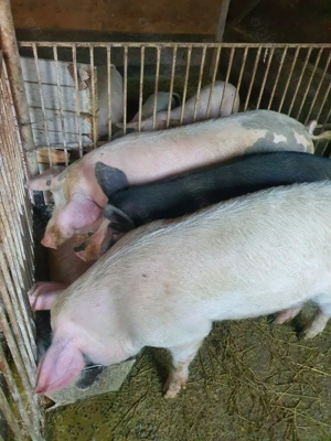 Vand porci de tăiat - imagine 2