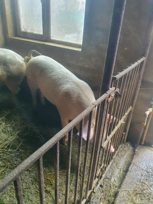 Vand porci de tăiat - imagine 3