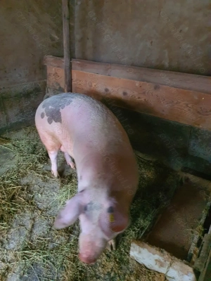 Vand porci de tăiat - imagine 4