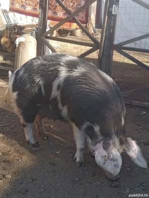 Vând porci de țară!  - imagine 2